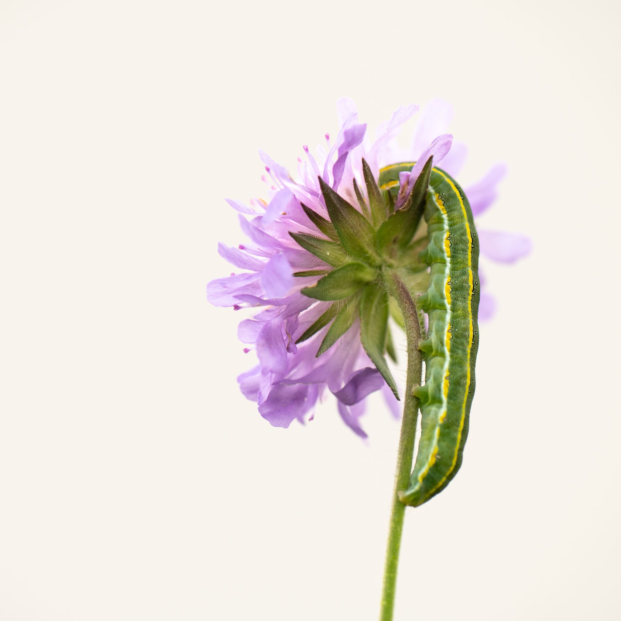 Erbseneulen Raupe (Ceramica pisi)